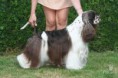 /album/americky-kokerspaniel/images-14-jpg/